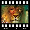 Cover The Chronicles of Narnia: The lion, the witch and the wardrobe