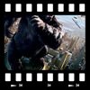 Cover King Kong